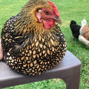 Meet your Posher, Deborah